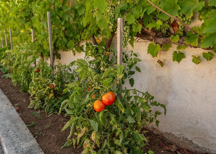 Bellezza Zadarvillas *